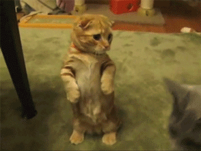 냥이.gif