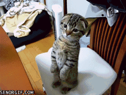 냥이11.gif