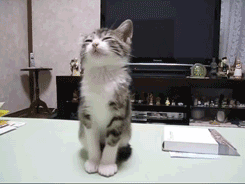 조는냥이.gif