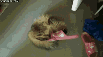 낀고양이.gif