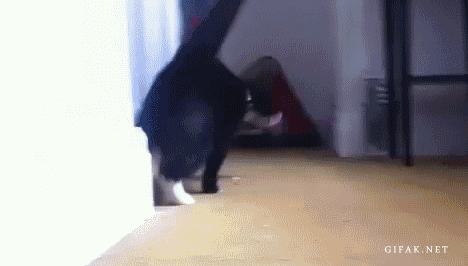 고양이2.gif