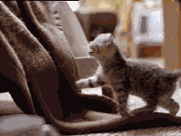 1353674735.gif