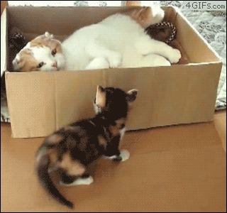 절루가냥이.gif