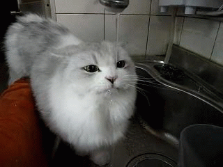 c1ec3748ff9bc59afc5417957d79e222.gif