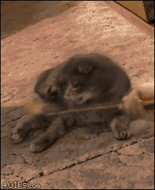 282ccd4ee2785df71481647c745117df.gif