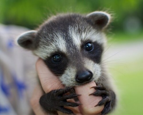 a.baa-Cute-Baby-Raccoon.jpg