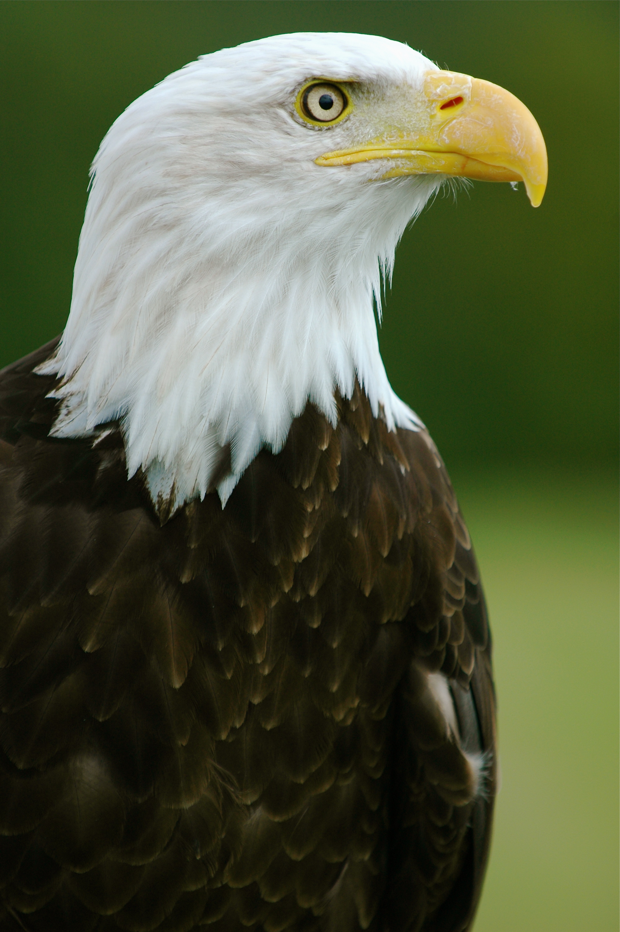 Bald_Eagle_-_-Helga-_-_Haliaeetus_leucocephalus2.jpg