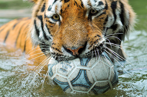 Tambako-the-Jaguar.jpg